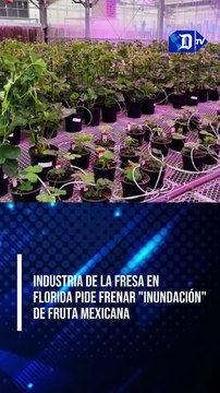 Industria de la fresa en Florida pide frenar inundación de fruta mexicana; EEUU puede revocar protección temporal a inmigrantes de Honduras y Nicaragua; Régimen cubano niega la entrada al país a la Dama de Blanco Leticia Ramos