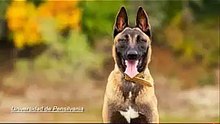 Errores al entrenar un Pastor Belga Malinois