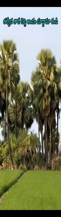 తల్వేద గ్రామం… తాటి చెట్లు… పల్లె గాలి…