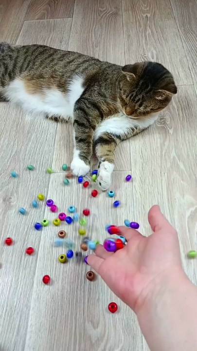 Cat  Barsik  Boasts  Bottle  Satisfying  Reverse Video