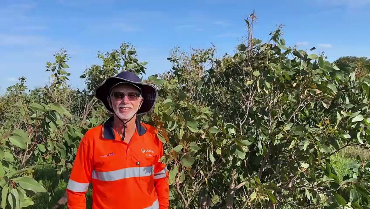 Kurnell Peninsula new trees
