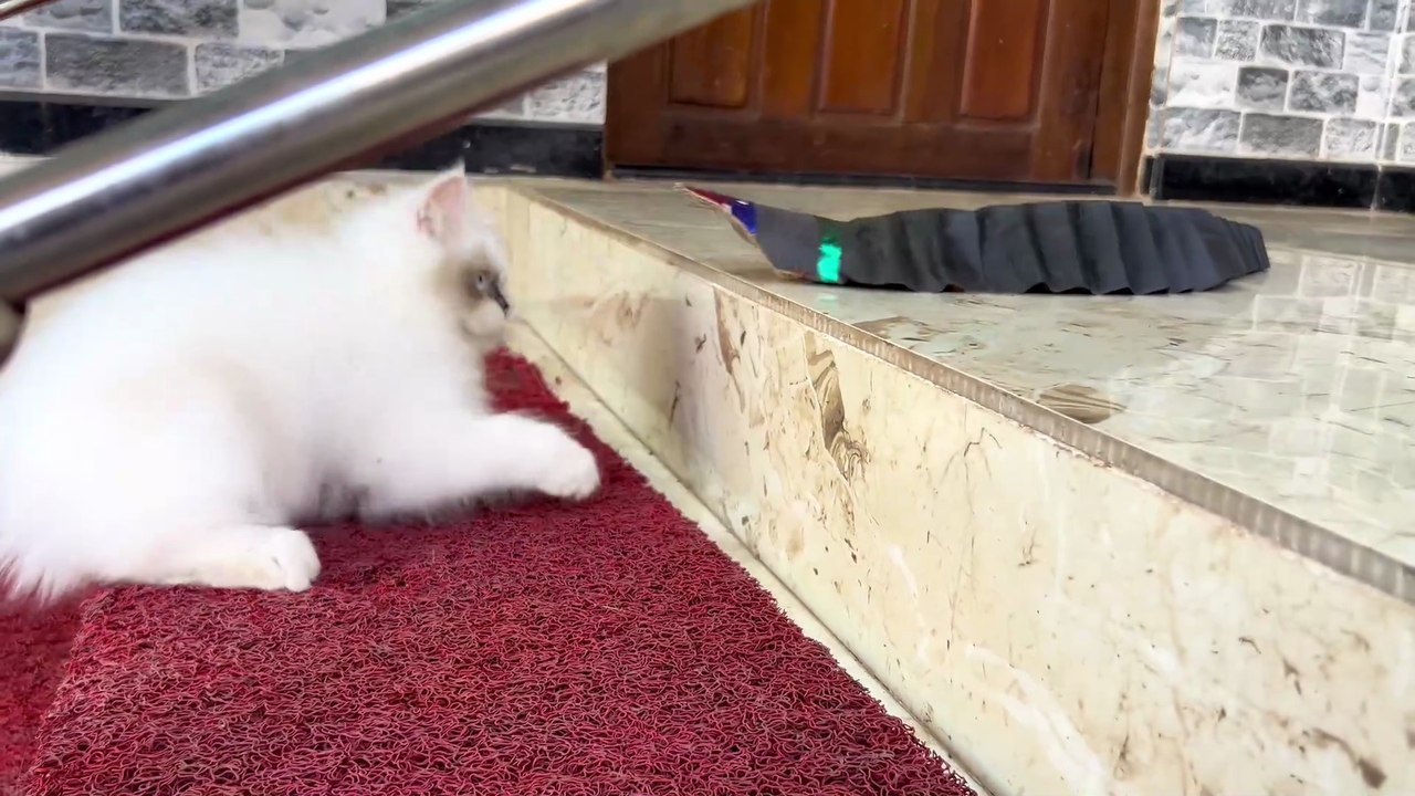 Beautiful kittens Enjoying playtime with ! Cat sounds! Cat videos! Kitten  meowing !Cat voice