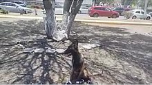 Así Percibe el Mundo un Malinois