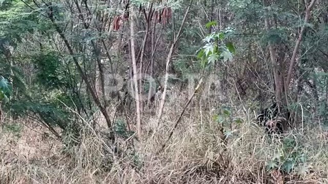 VIDEO I Hallan restos humanos en el lecho del río Santa Catarina en Monterrey