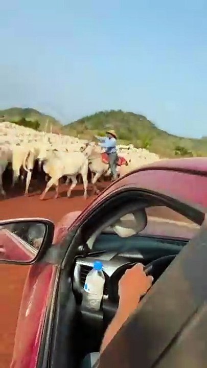 FAZENDA DO LULA