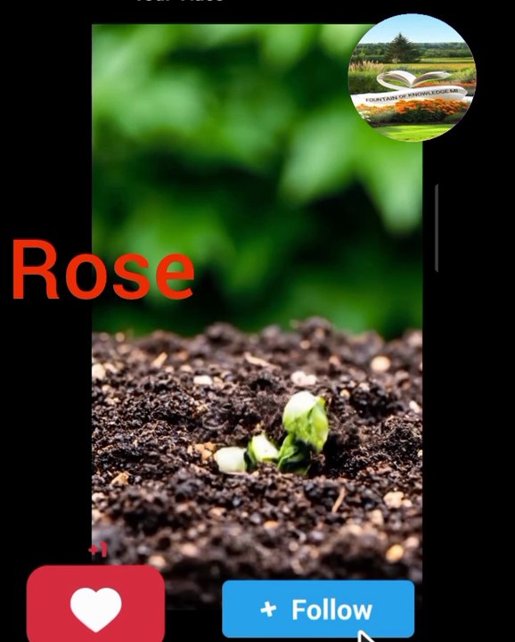 Growing 4 trees from seed to fruit (in 3 steps)