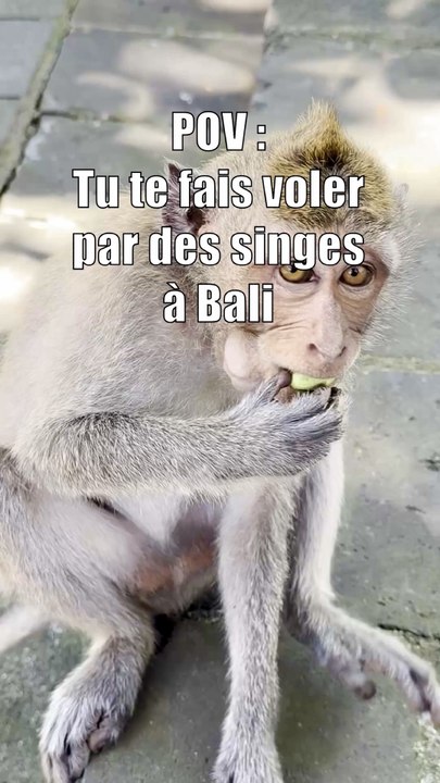 POV : les singes de Bali essayent de te voler 😂