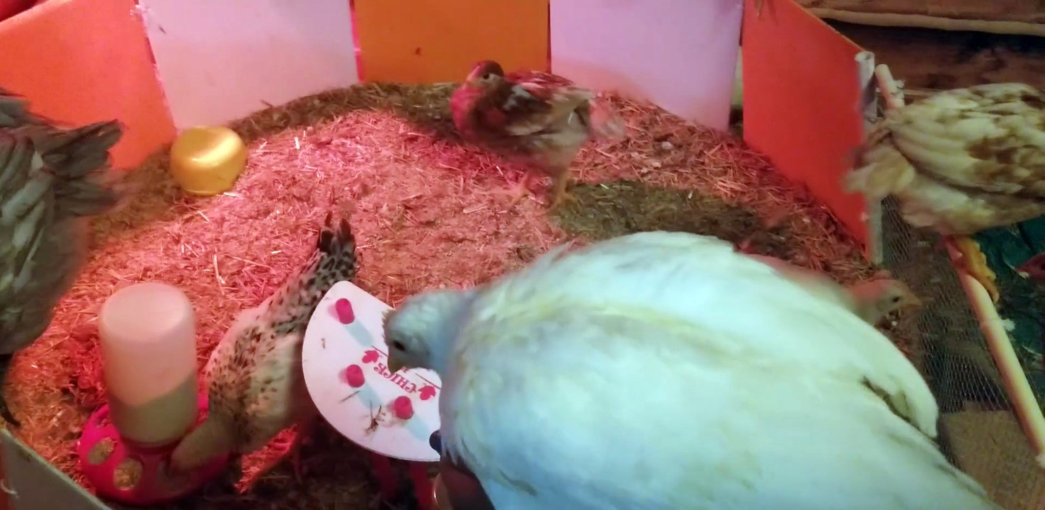 Rambunctiousness punctuates the quiet of the brooder. | #SparklegleamFarm #Lemongrab #Tooey #Chicken #farm #geese #farmanimals #soft #cute