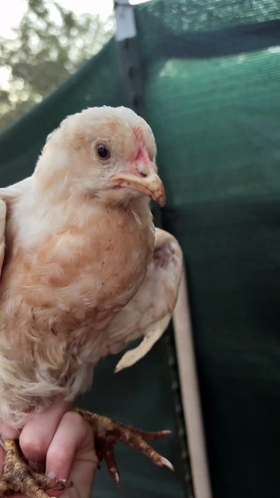 cute chicken #noahsgameadventures