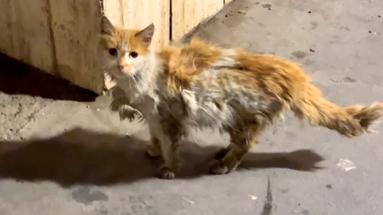 Matted Stray Cat Gets A Complete Makeover From The Inside Out