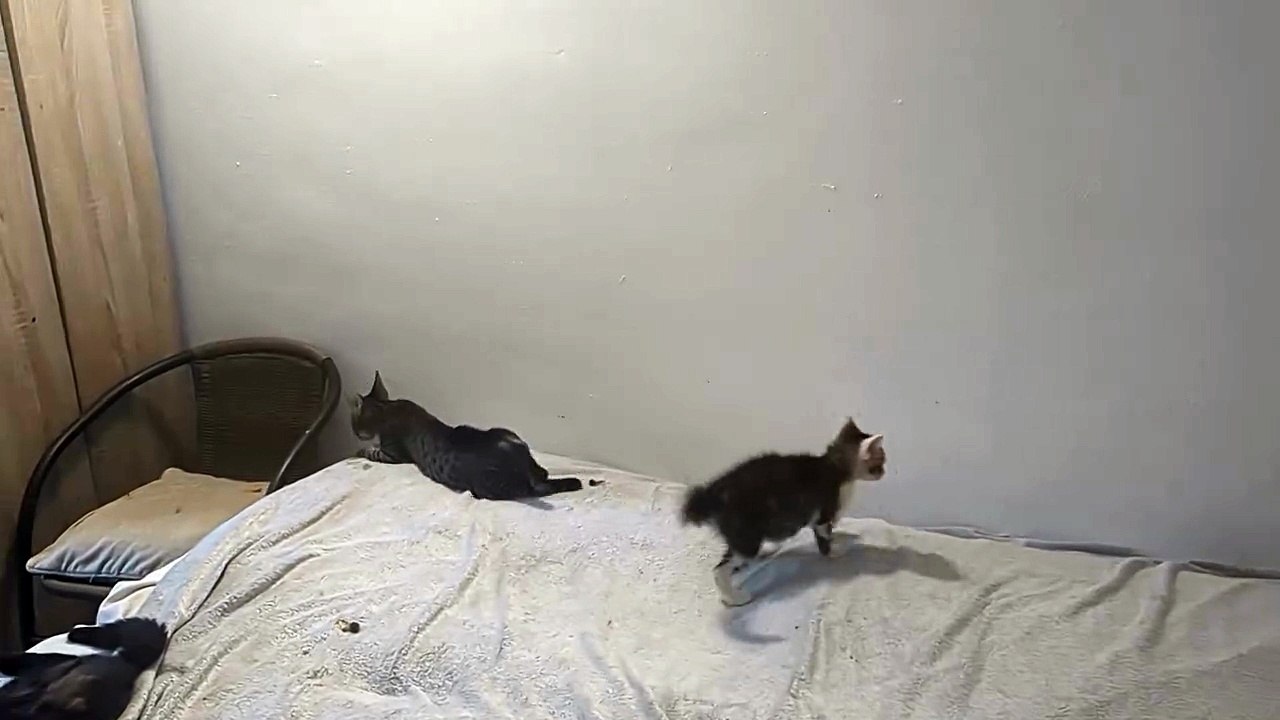 Azi a murit si micutul paralizat, cand deja incepea sa isi foloseasca labutele, si se juca, de cateva zile a facut si el viroza respiratorie, impreuna cu aproape toti micuti