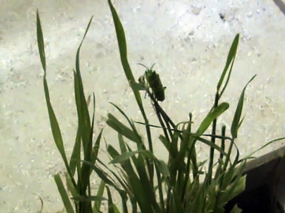Blattwespe Sawfly