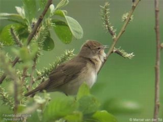 Fauvette des Jardins