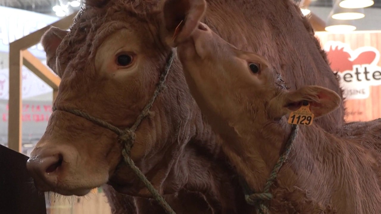 Le Salon de l'agriculture s'adapte face à l'absence de bovins