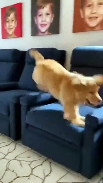 Golden Retriever Dog #goldenretriever #dog #kingdomofawais