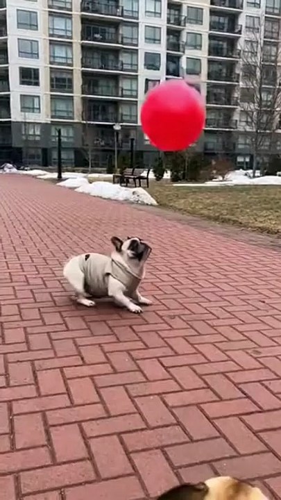 French Bulldog Playing with Ballon #bulldog #dog #kingdomofawais