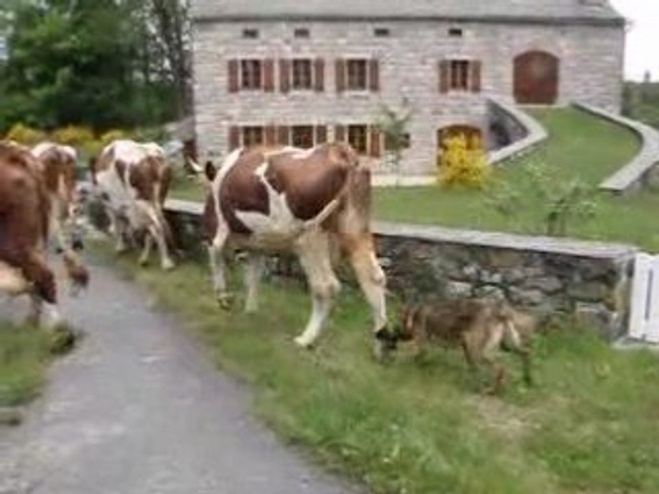 Kapy le chien qui aboie aux vaches pour les faire avancer