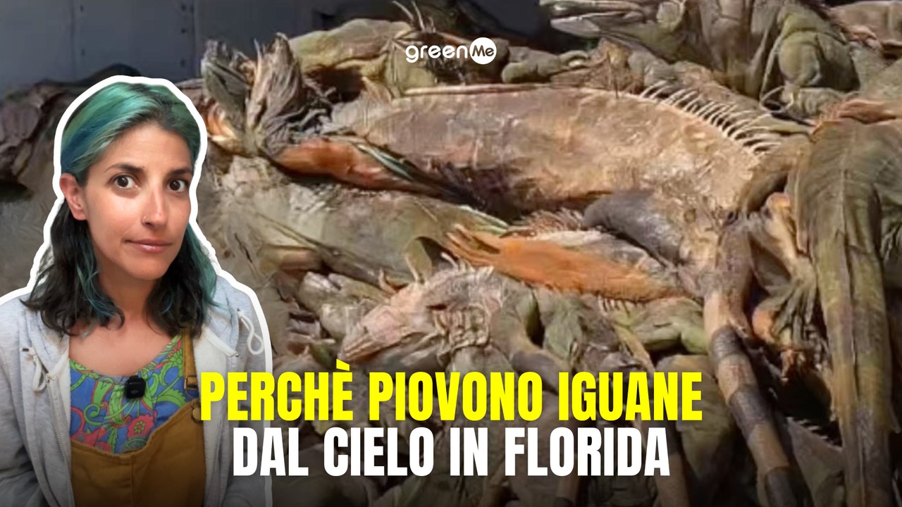 Perché piovono iguane dal cielo in Florida