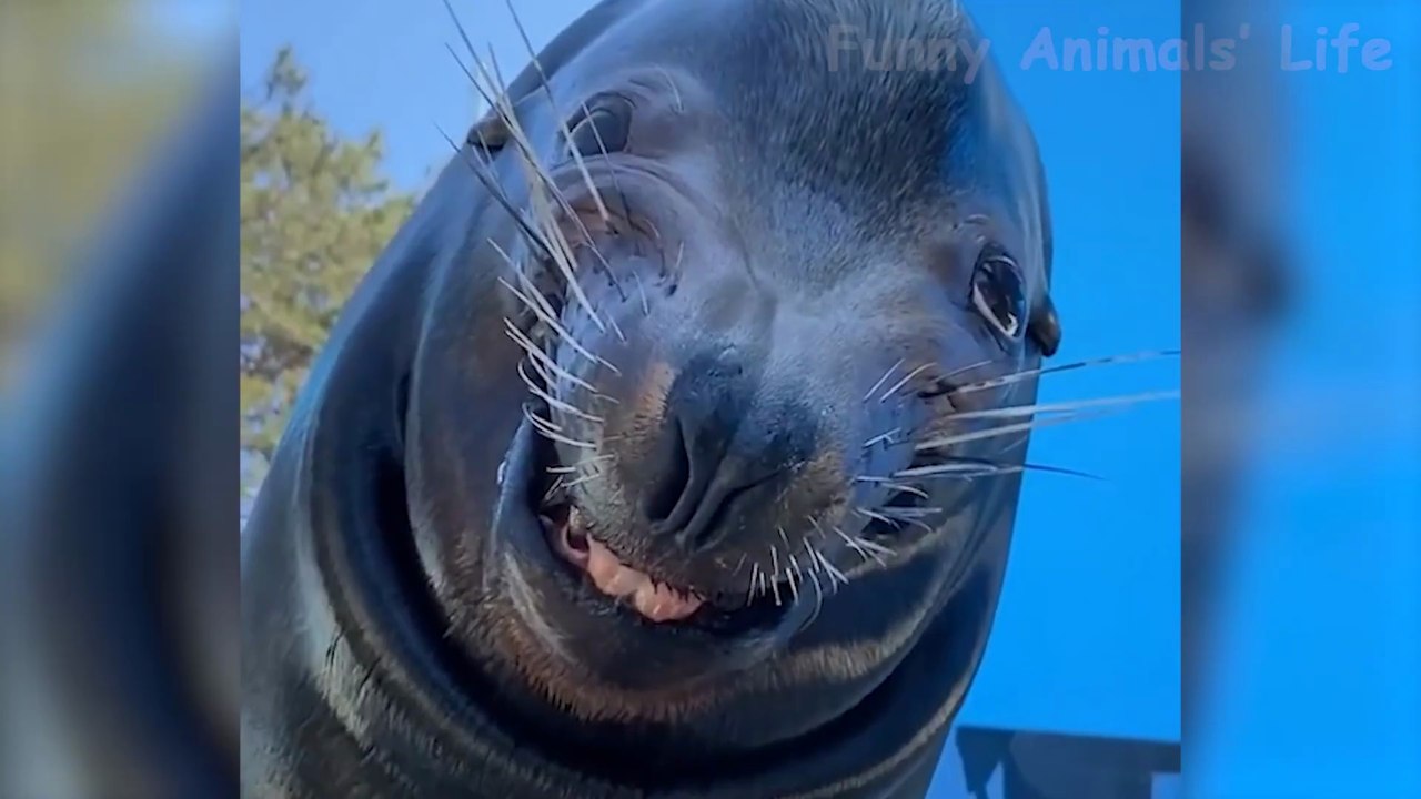 Best Animal Videos 2026 😂 - Funniest Dogs 🐶 And Cats 😺 Moments