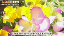 9tsu 無料 じゅん散歩  動画　2026年02月11日
