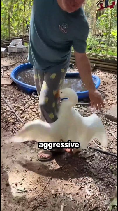 The Bird You Really Should Not Mess With  #facts #shorts #animals #viral