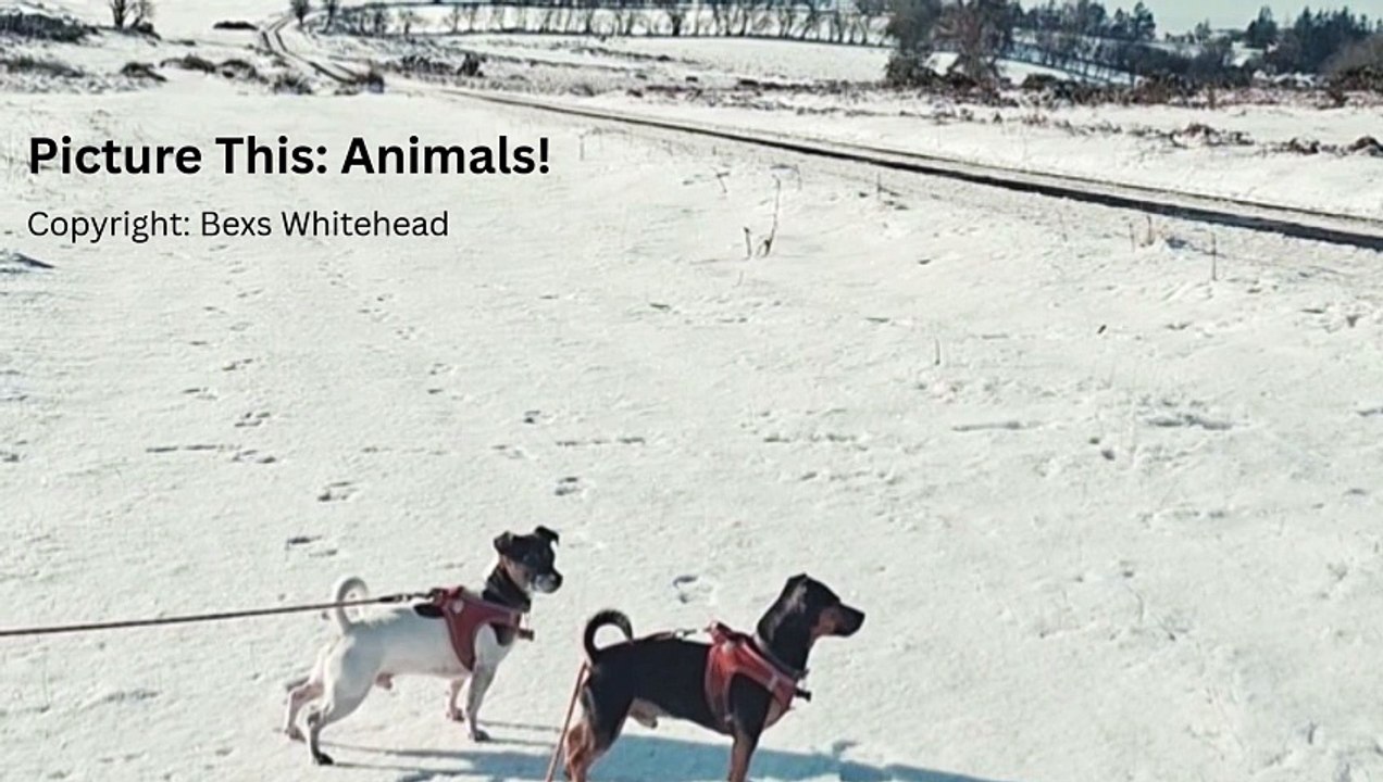 Picture This: Animals!