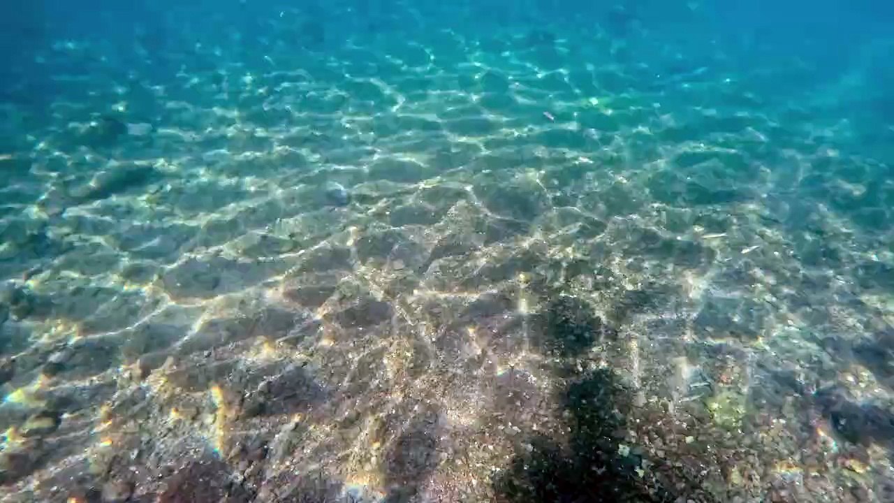 opération relâcher en mer du requin de Manapany