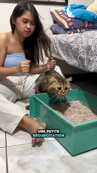 Que faire si ton chat vomit ?
