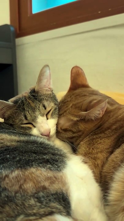 Cute Cats Relaxing Together Happily.” 🐾💕