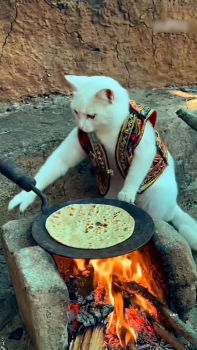 Cat, give me a roti too