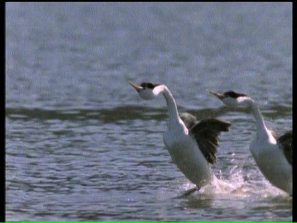 Grèbe huppé parade nuptiale vidéo