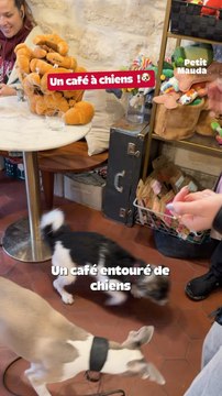 Un café à chiens à Paris 🐶☕️➡️ Allez découvrir tous nos articles sur [petitmauda.com]( petitmauda.com/)©️ Crédit : @petitmauda🎁 Tous nos bons plans à retrouver en bio ! ❤️‍🔥👉🏻 Abonne-toi au Petit Mauda pour plus d’inspiration ! 🌳