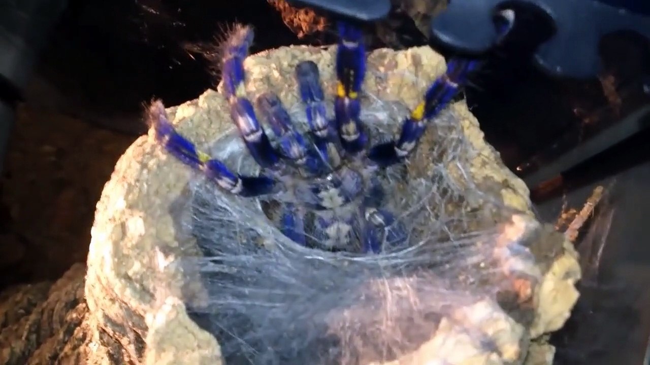 L'heure du repas pour cette araignée bleue incroyable