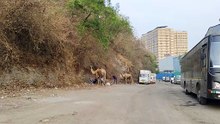 Camels as a fairytale in Mumbai