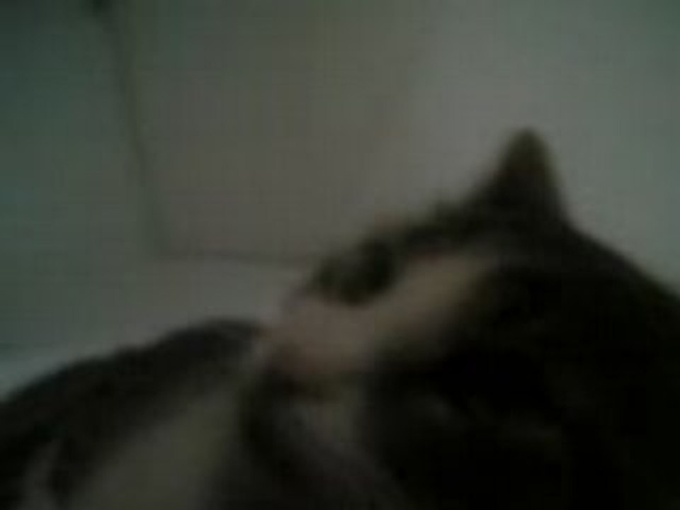 mon chat le gogole mdr