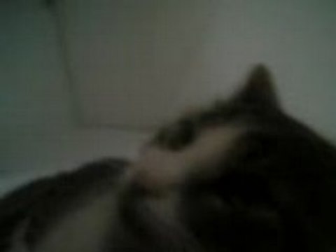 mon chat le gogole mdr