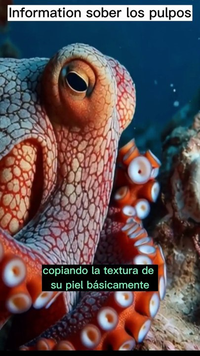 Secretos de los Pulpos.