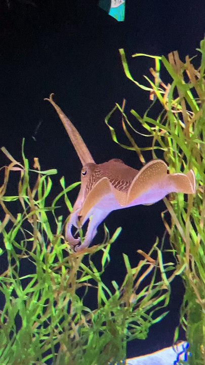 Acuario Nacional en Toronto