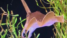Acuario Nacional en Toronto
