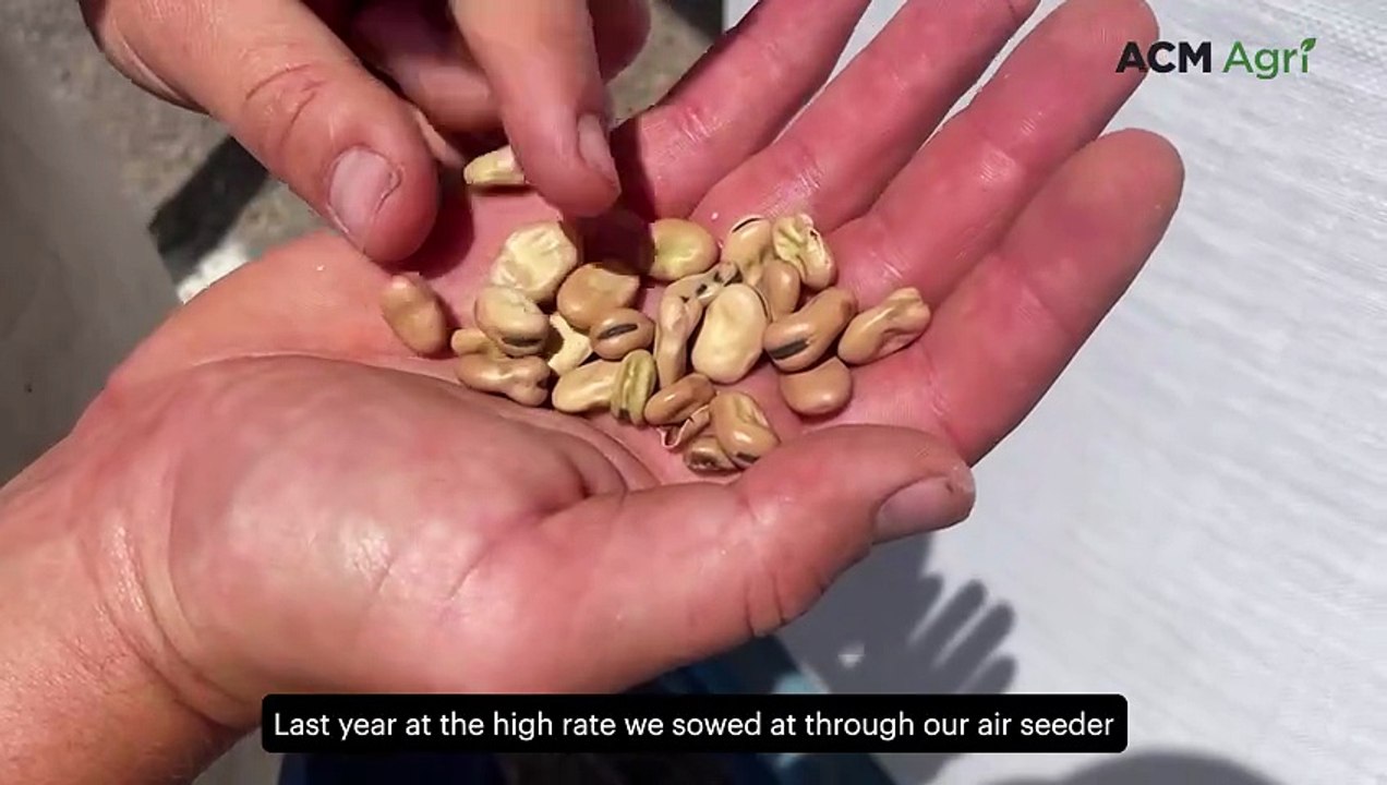 Gibson family expands faba plans after first harvest