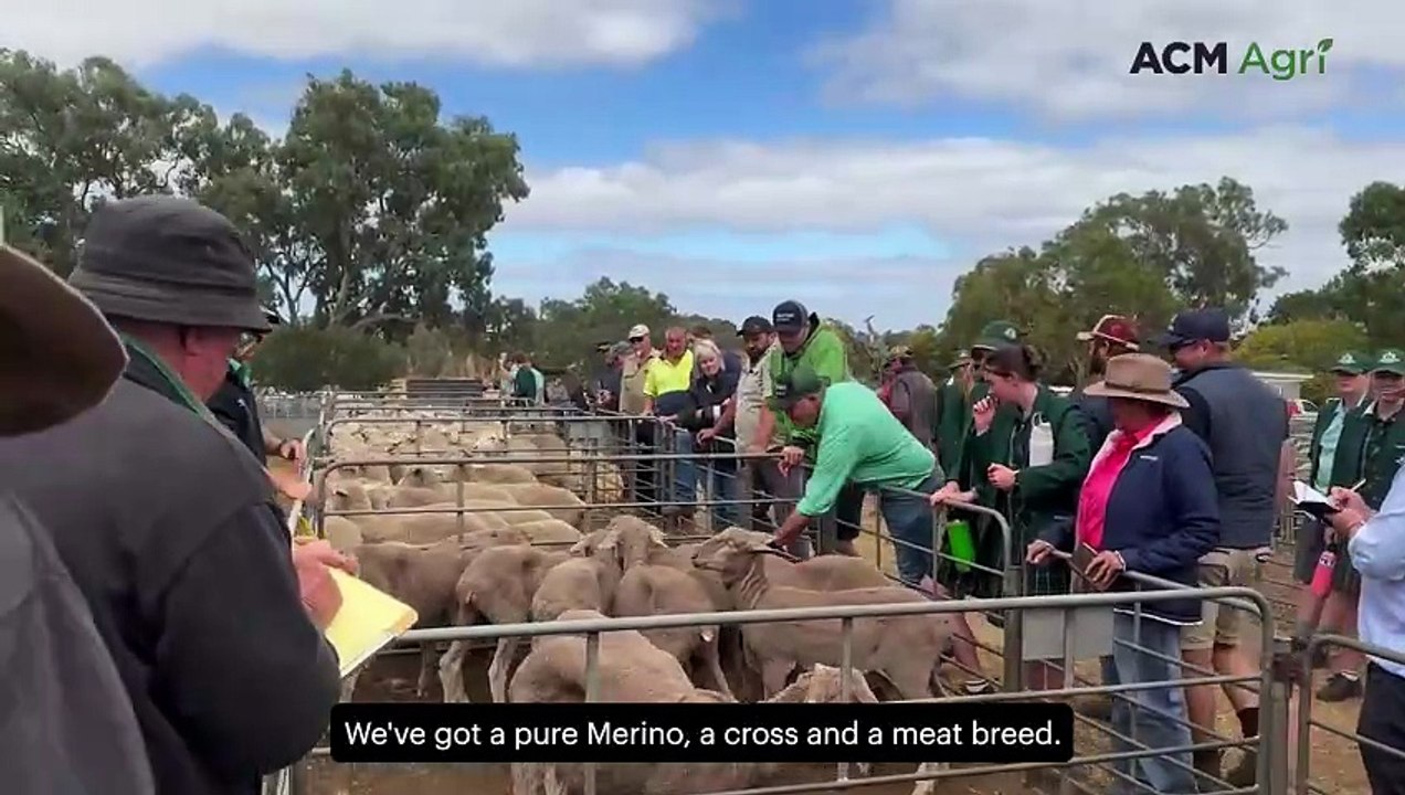 Ag students get a taste of the saleyards bidding for sheep at Mt Pleasant