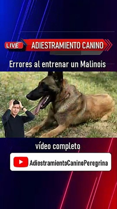 Errores al entrenar un Malinois