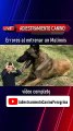 Errores al entrenar un Malinois