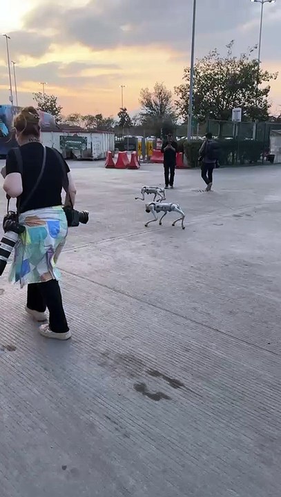 Perros robots en el BBVA