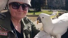 Feeding Australian cockatoos