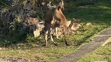 Kangaroos fighting