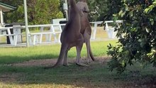 Australian kangaroos fighting