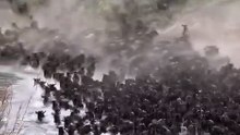 Animal migration