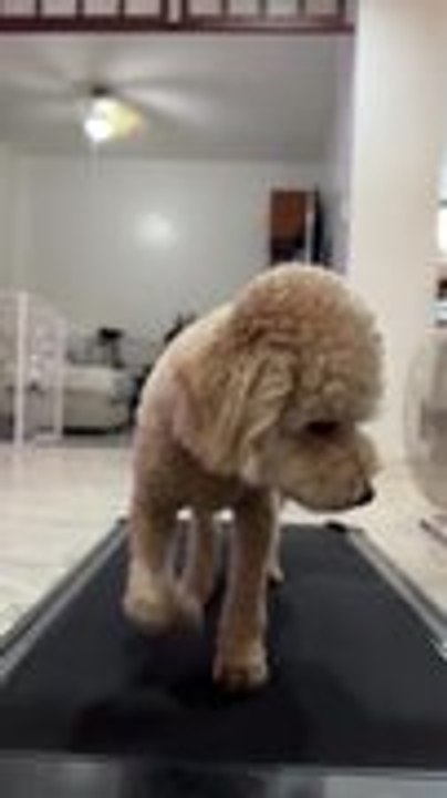 Poodle Walks on Treadmill for Daily Walks