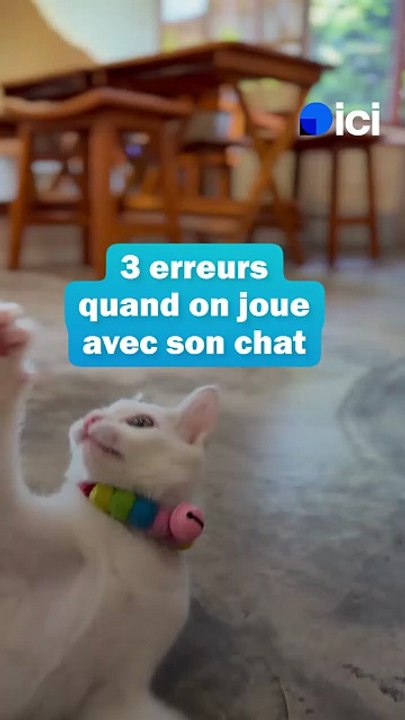Les erreurs quand on joue avec son chat - les conseils du véto